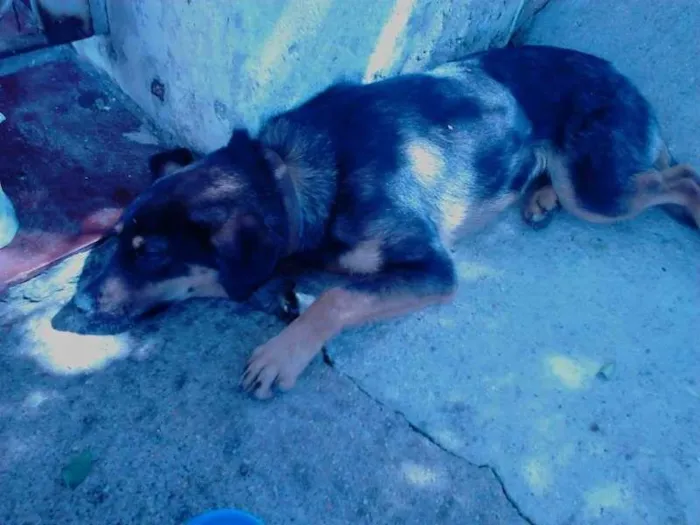 Cachorro ra a SDR idade 2 anos nome Desconhecido