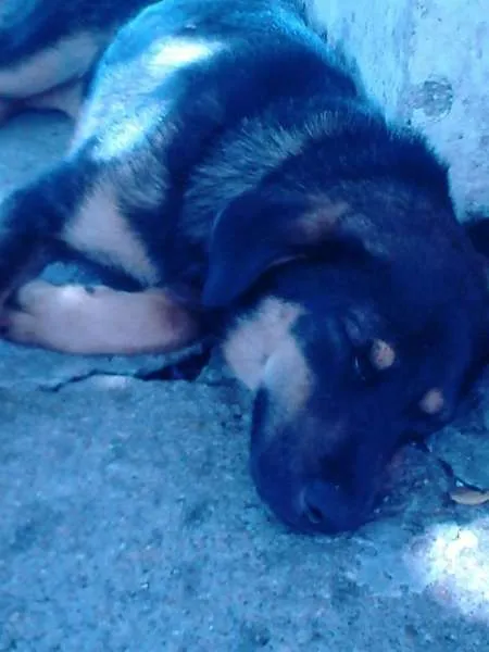 Cachorro ra a SDR idade 2 anos nome Desconhecido