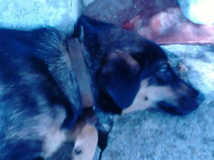 Cachorro ra a SDR idade 2 anos nome Desconhecido