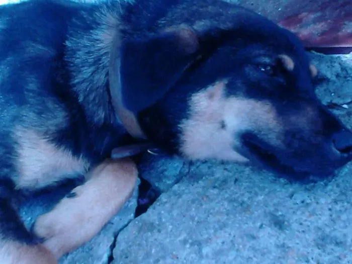 Cachorro ra a SDR idade 2 anos nome Desconhecido