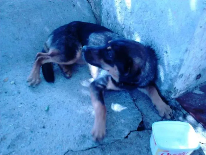 Cachorro ra a SDR idade 2 anos nome Desconhecido