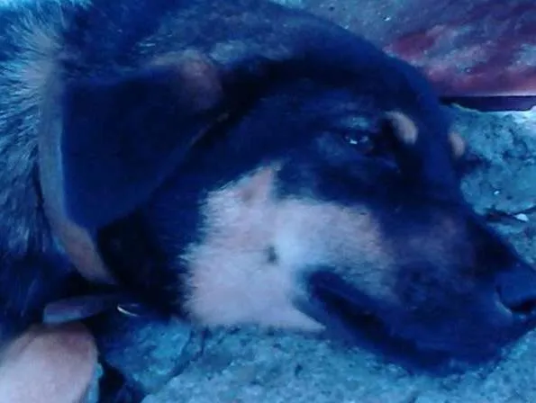 Cachorro ra a SDR idade 2 anos nome Desconhecido