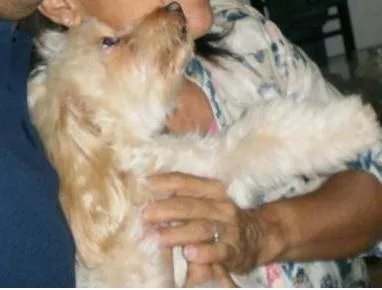 Cachorro ra a SRD idade 4 anos nome Lory GRATIFICA