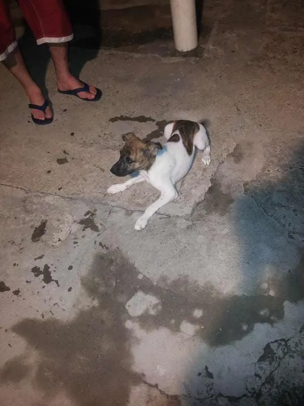 Cachorro ra a bitibu com fila  idade 2 a 6 meses nome pantera