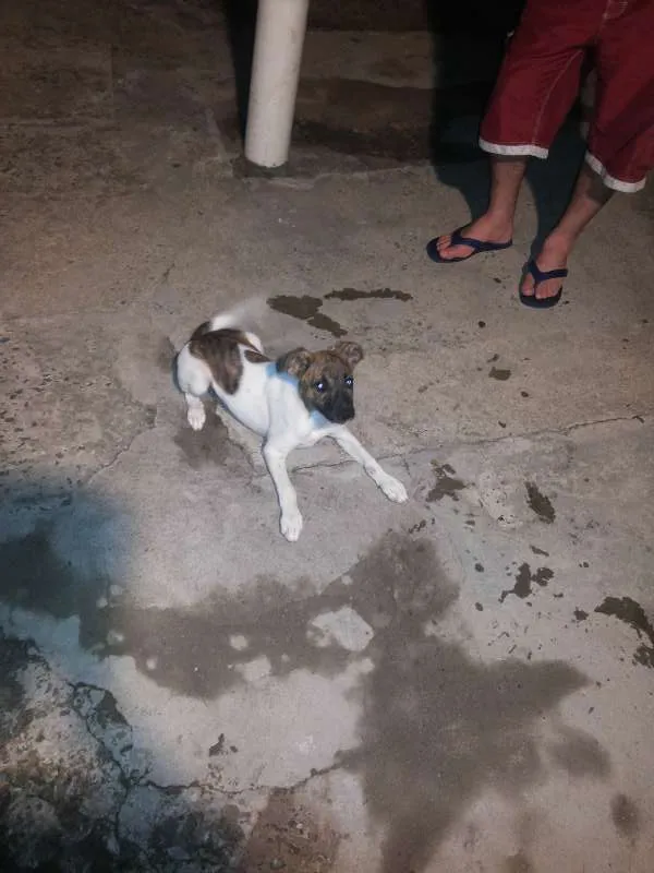 Cachorro ra a bitibu com fila  idade 2 a 6 meses nome pantera