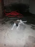pantera