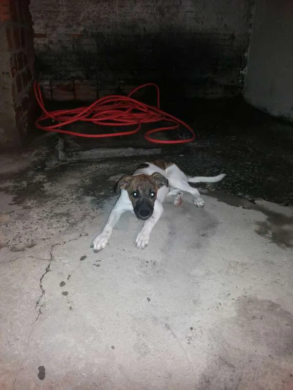 Cachorro ra a bitibu com fila  idade 2 a 6 meses nome pantera