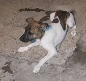 Cachorro raça bitibu com fila  idade 2 a 6 meses nome pantera