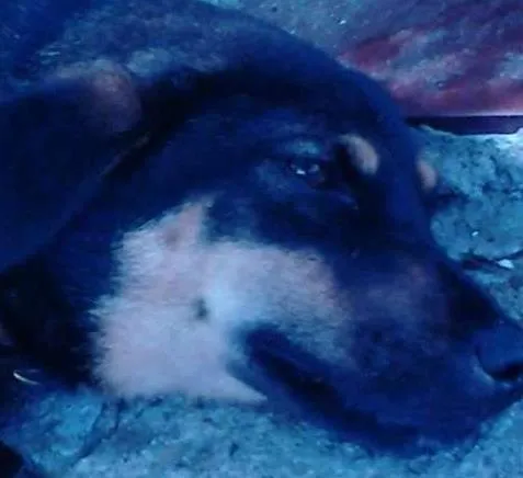 Cachorro ra a SDR idade 2 anos nome Desconhecido