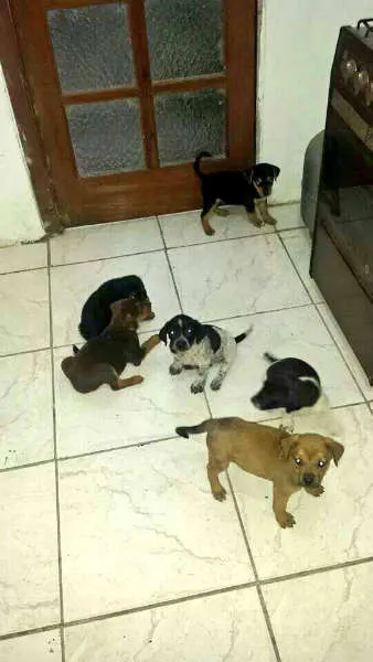 Cachorro ra a  idade Abaixo de 2 meses nome filhotes