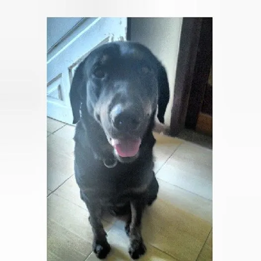 Cachorro ra a SRD idade 2 anos nome King