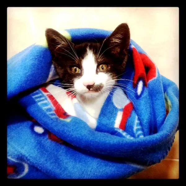 Gato ra a SRD idade Abaixo de 2 meses nome Fred
