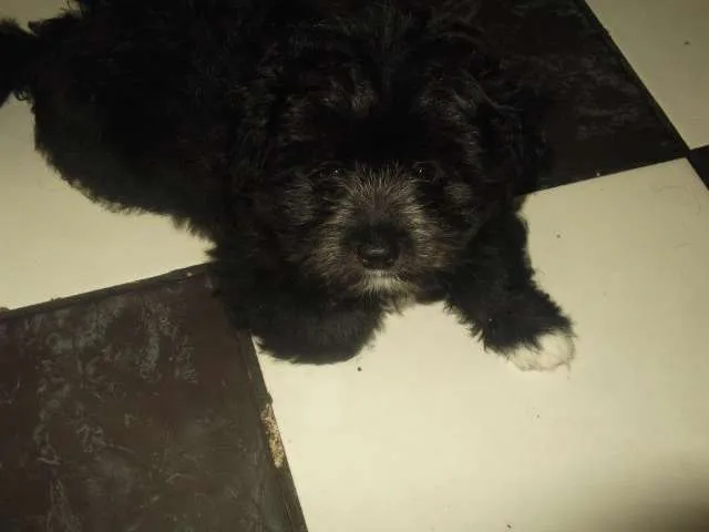 Cachorro ra a Lhasa-Apso idade 1 ano nome Marley
