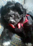 Marley