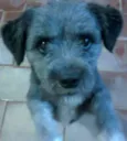 Marley