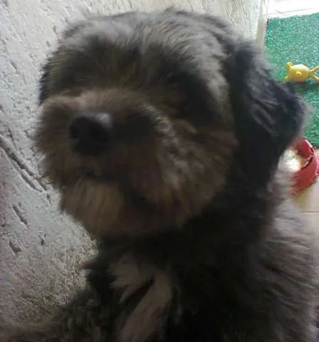 Cachorro ra a Lhasa-Apso idade 1 ano nome Marley
