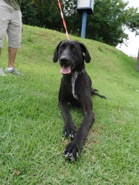 Cachorro ra a SRD idade 1 ano nome Augusto