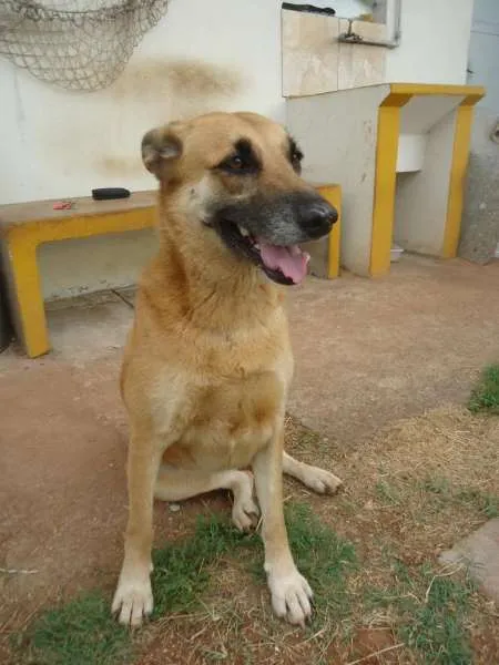 Cachorro ra a SRD idade 4 anos nome Jully