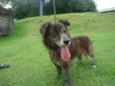 Totó pelagem longa