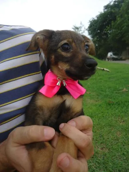 Cachorro ra a SRD idade 2 a 6 meses nome Mocca