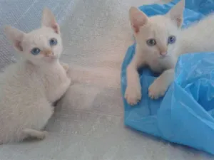 Gato raça RND idade Abaixo de 2 meses nome Sem nome