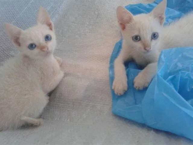Gato ra a RND idade Abaixo de 2 meses nome Sem nome