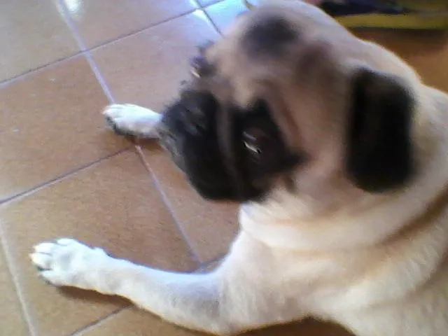 Cachorro ra a Pug idade 2 anos nome FRED