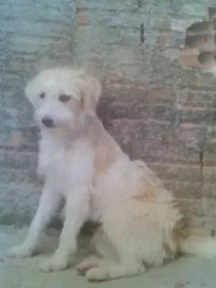 Cachorro ra a vira lata idade 4 anos nome cindy