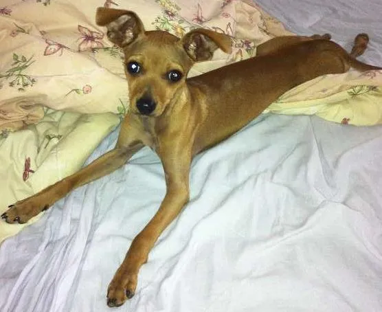 Cachorro ra a Pinscher idade 7 a 11 meses nome Pingo