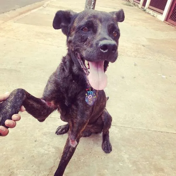 Cachorro ra a SRD idade 2 anos nome Tigrão