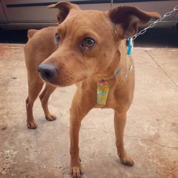 Cachorro ra a SRD idade 1 ano nome Pirulito