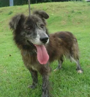 Cachorro raça SRD idade 4 anos nome Totó pelagem longa 
