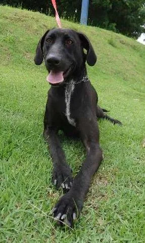 Cachorro raça SRD idade 1 ano nome Augusto