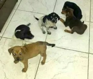 Cachorro raça  idade Abaixo de 2 meses nome filhotes