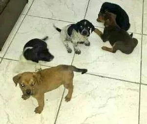 Cachorro ra a  idade Abaixo de 2 meses nome filhotes