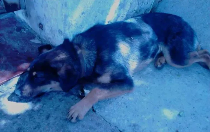 Cachorro ra a SDR idade 2 anos nome Desconhecido