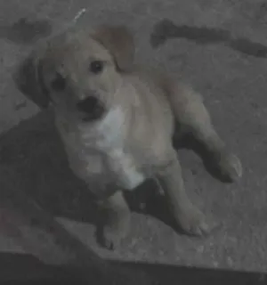 Cachorro raça Poodle idade 7 a 11 meses nome Lino