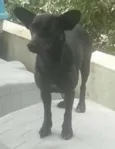 Pretinha