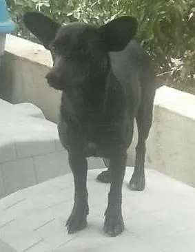 Cachorro ra a Mesticinha idade 2 anos nome Pretinha