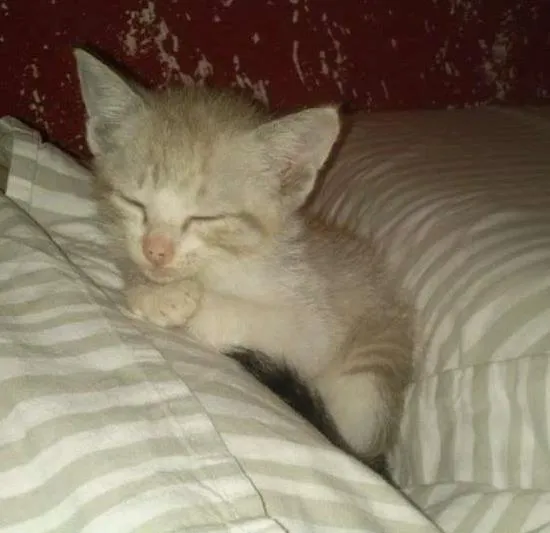 Gato ra a não tem idade Abaixo de 2 meses nome não tem