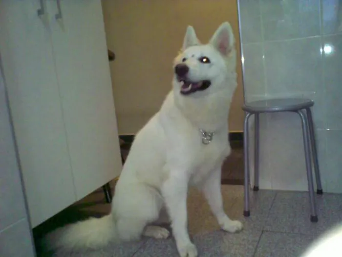 Cachorro ra a Pastor Suiço idade 2 anos nome Coca
