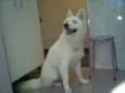 Coca