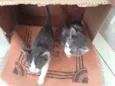 Gatinho