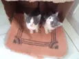 Gatinho