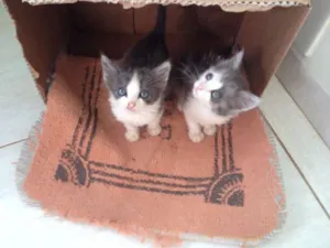 Gato raça SRD idade Abaixo de 2 meses nome Gatinho