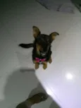 lola
