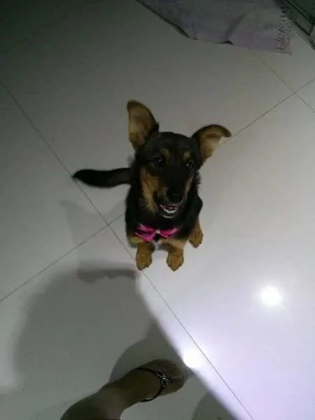 Cachorro ra a vira lata idade 7 a 11 meses nome lola