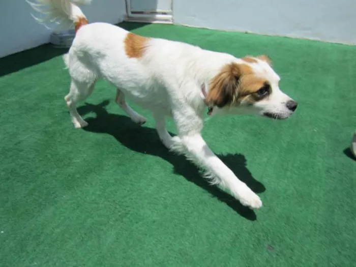 Cachorro raça SRD idade 1 ano nome Alice