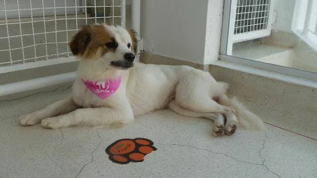 Cachorro raça SRD idade 1 ano nome Alice