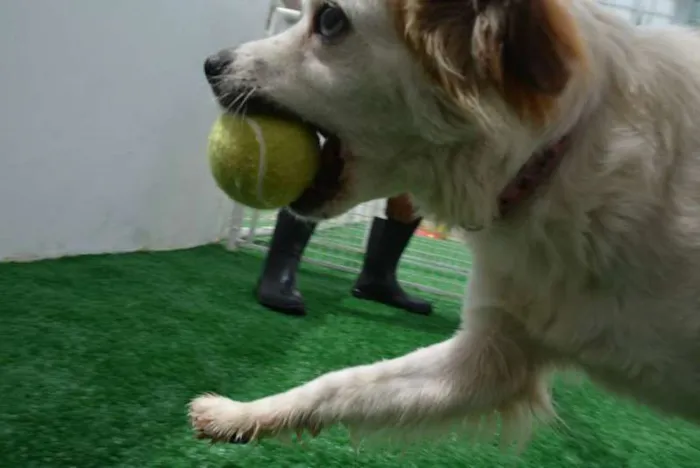Cachorro raça SRD idade 1 ano nome Alice